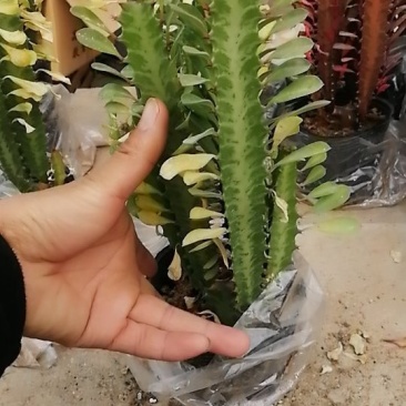包邮龙骨室内花植物盆栽玉麒麟龙骨彩麒麟仙人柱辟邪招财巴西