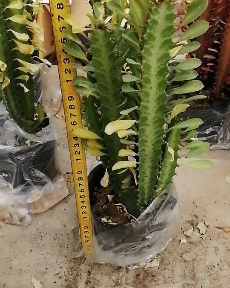 包邮龙骨室内花植物盆栽玉麒麟龙骨彩麒麟仙人柱辟邪招财巴西