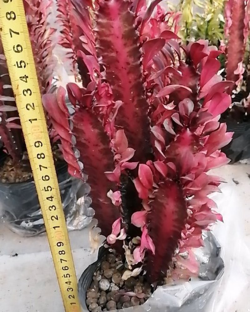 包邮龙骨室内花植物盆栽玉麒麟龙骨彩麒麟仙人柱辟邪招财巴西
