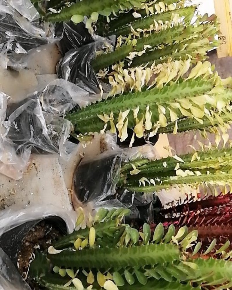 包邮龙骨室内花植物盆栽玉麒麟龙骨彩麒麟仙人柱辟邪招财巴西