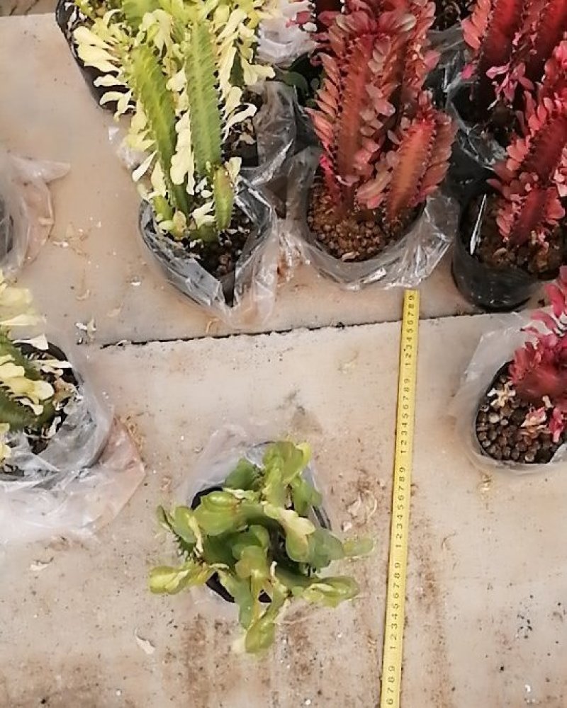 包邮龙骨室内花植物盆栽玉麒麟龙骨彩麒麟仙人柱辟邪招财巴西