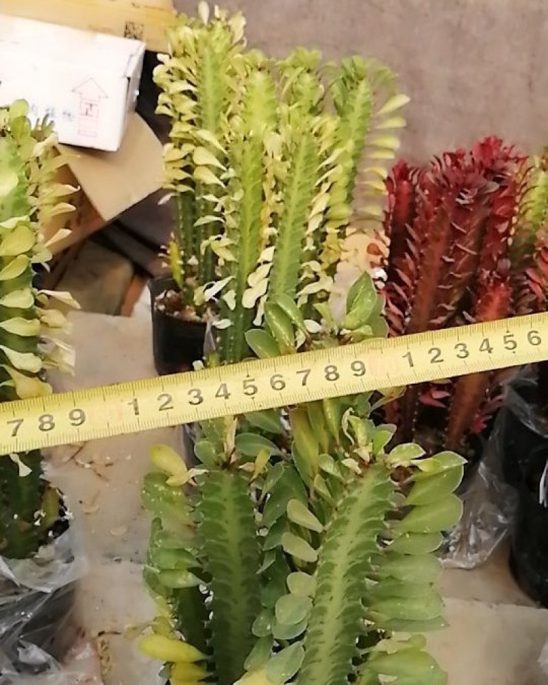 包邮龙骨室内花植物盆栽玉麒麟龙骨彩麒麟仙人柱辟邪招财巴西