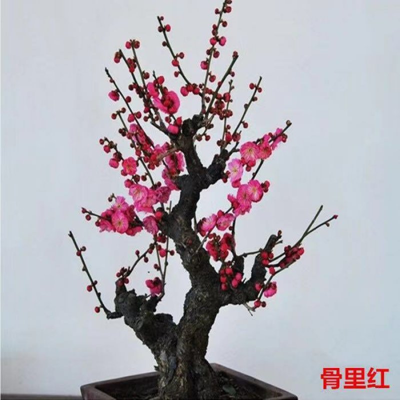 红梅树桩嫁接梅花盆栽地栽庭院阳台种植
