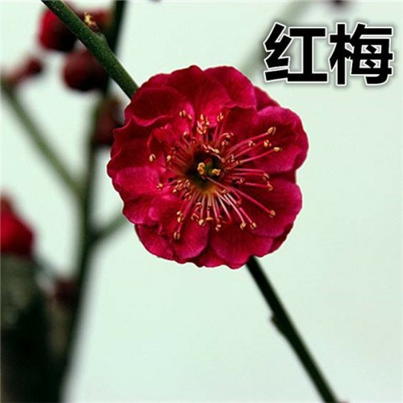 红梅树桩嫁接梅花盆栽地栽庭院阳台种植