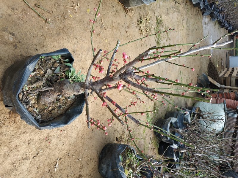 红梅树桩嫁接梅花盆栽地栽庭院阳台种植