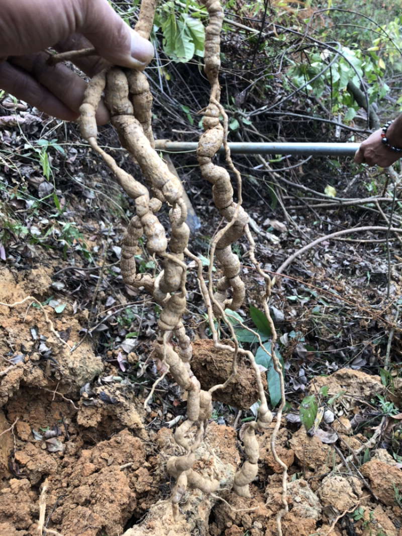 德庆高良立保野生特大巴戟天基地直供一手货源品质保证