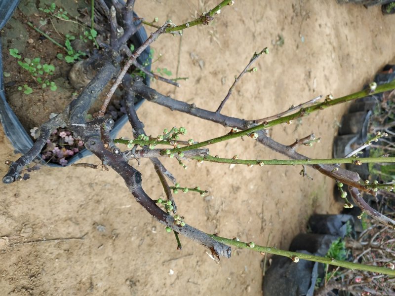 梅花树桩红梅树桩绿梅桩盆栽地栽种植庭院阳台