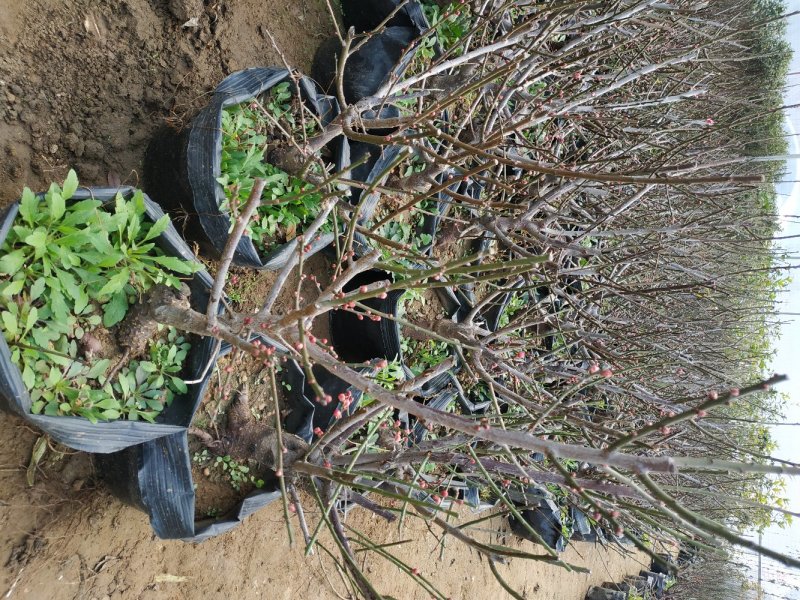 梅花树桩红梅树桩绿梅桩盆栽地栽种植庭院阳台