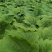 土蜂蜜