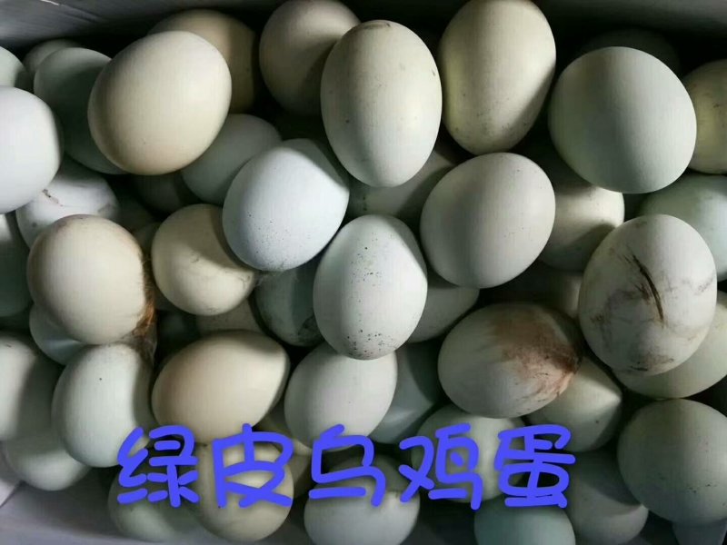 绿壳鸡蛋40~50g食用