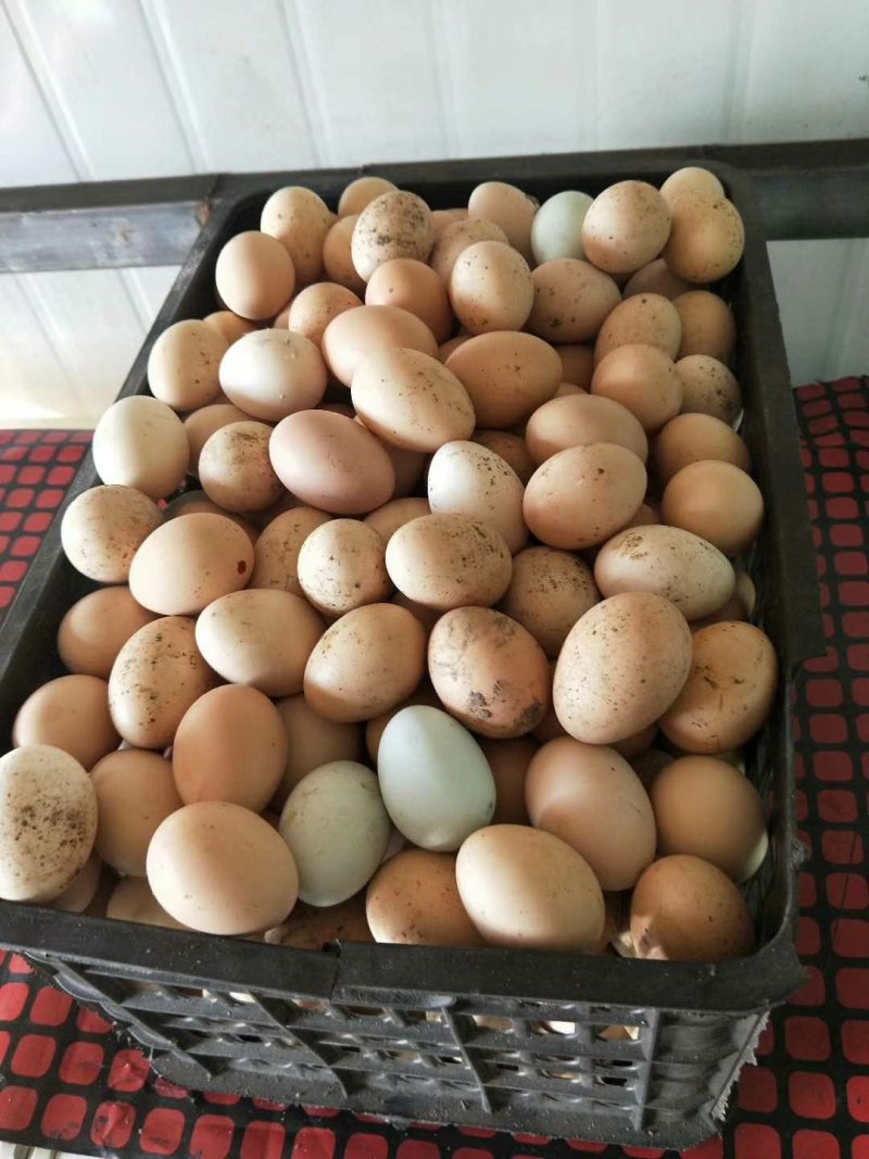 绿壳鸡蛋40~50g食用