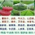 进口泰国红皮红心柚2年苗