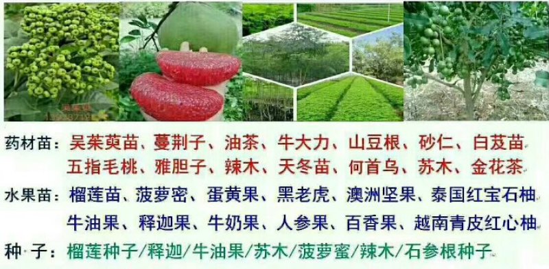 进口泰国红皮红心柚2年苗