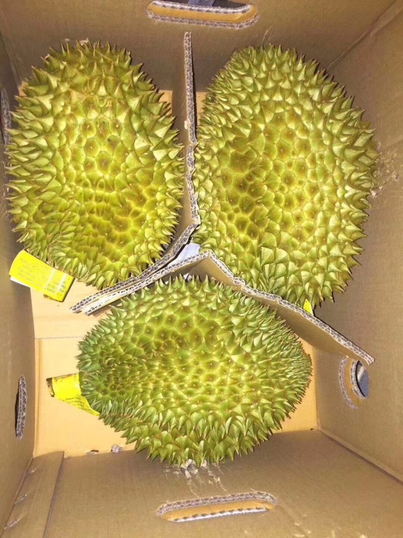 泰国金枕，口感细腻，香甜糯，营业价值高欢迎个大渠道对接