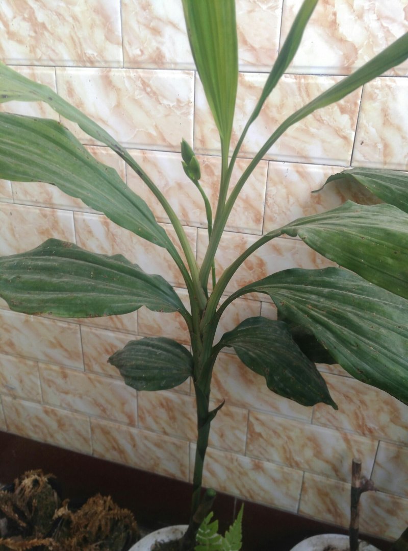 鹤顶兰，兰花一种，可阳台室外公园种植。十二月份开花