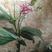 鹤顶兰，兰花一种，可阳台室外公园种植。十二月份开花