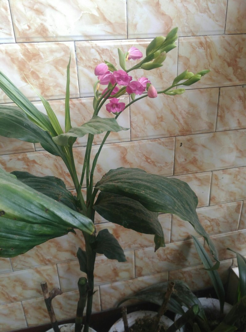 鹤顶兰，兰花一种，可阳台室外公园种植。十二月份开花
