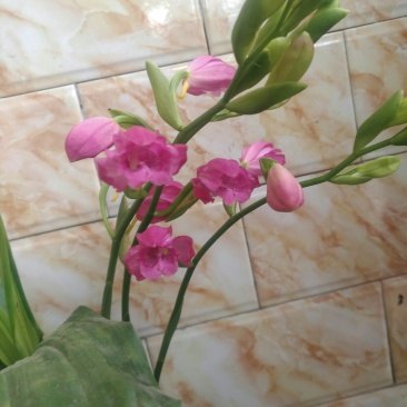 鹤顶兰，兰花一种，可阳台室外公园种植。十二月份开花