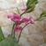 鹤顶兰，兰花一种，可阳台室外公园种植。十二月份开花