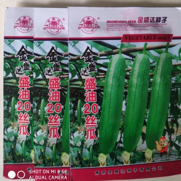 金盛达盛油20丝瓜种子