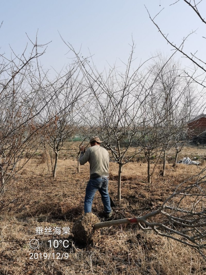苗圃大量供应小叶垂丝海棠7公分装车价380海棠