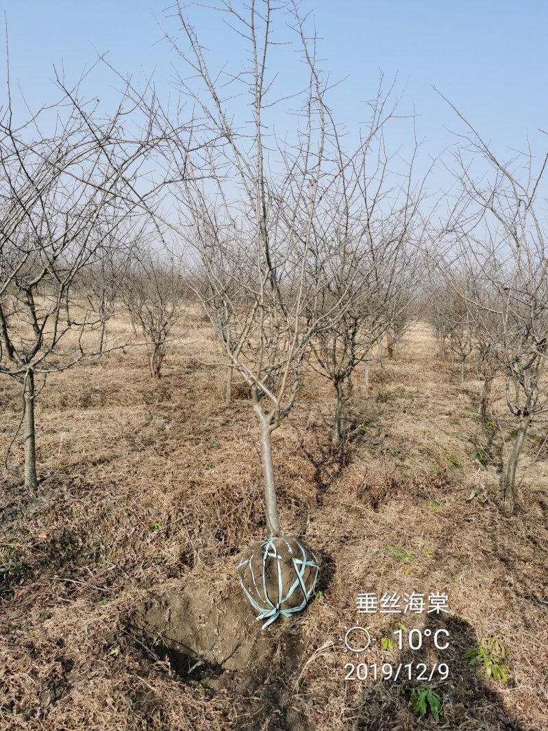 苗圃大量供应小叶垂丝海棠7公分装车价380海棠
