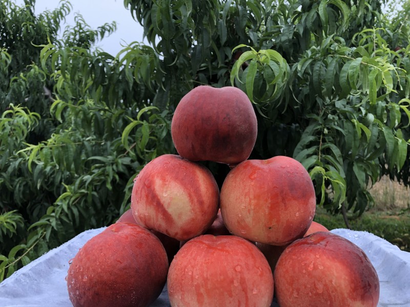 突围蜜桃正宗蒙阴蜜桃保证质量品质