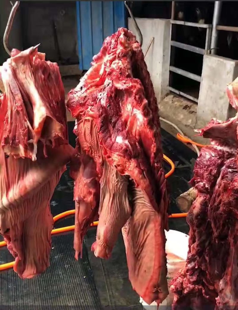 驴肉新鲜现杀驴肉现杀现卖专业批发欢迎订购