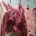 驴肉新鲜现杀驴肉现杀现卖专业批发欢迎订购