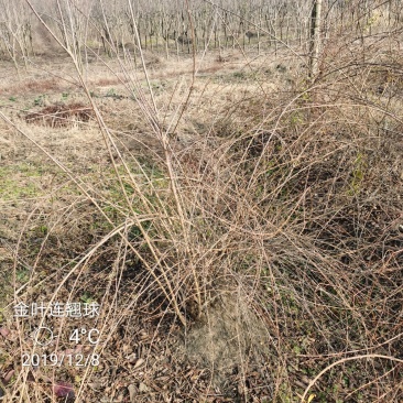 金叶连翘苗圃大量供应金叶连翘球金叶假连翘大小规格