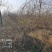 金叶连翘苗圃大量供应金叶连翘球金叶假连翘大小规格