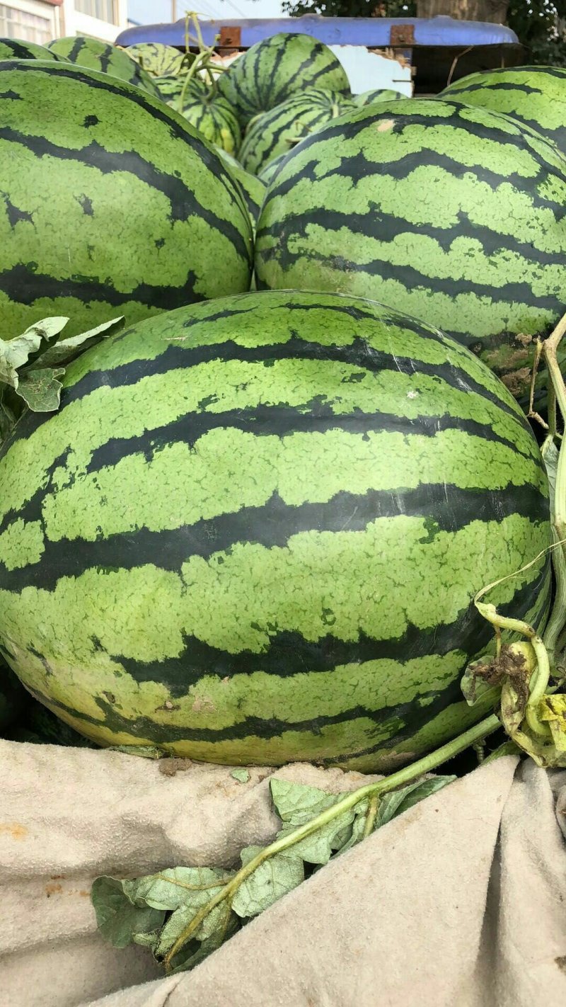 湖北老芦，露天京欣西瓜大量上市中，大量批发欢迎前来考擦
