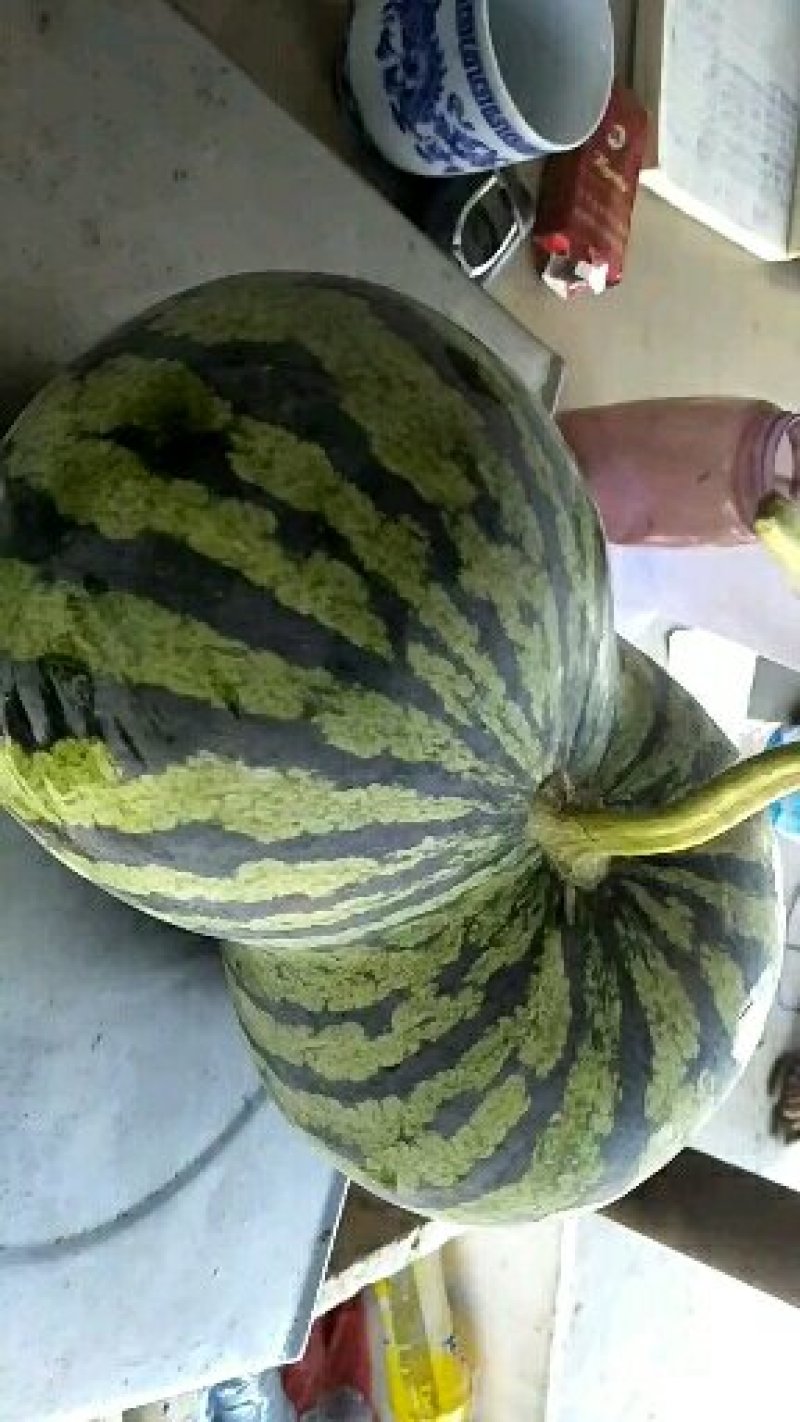 湖北老芦，露天京欣西瓜大量上市中，大量批发欢迎前来考擦