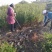 石榴树石榴树苗石榴树苗基地泰山红石榴树苗3公分石榴树