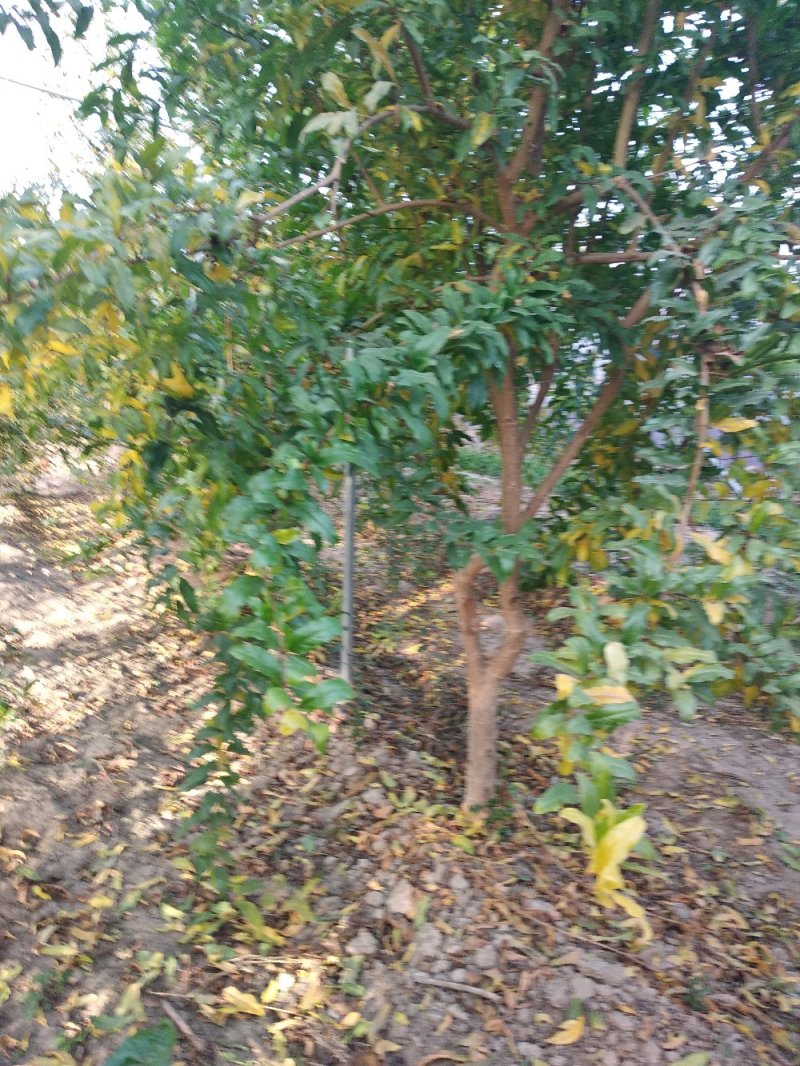石榴苗1~3年石榴树苗:石榴苗:泰山红石榴苗:石榴树苗