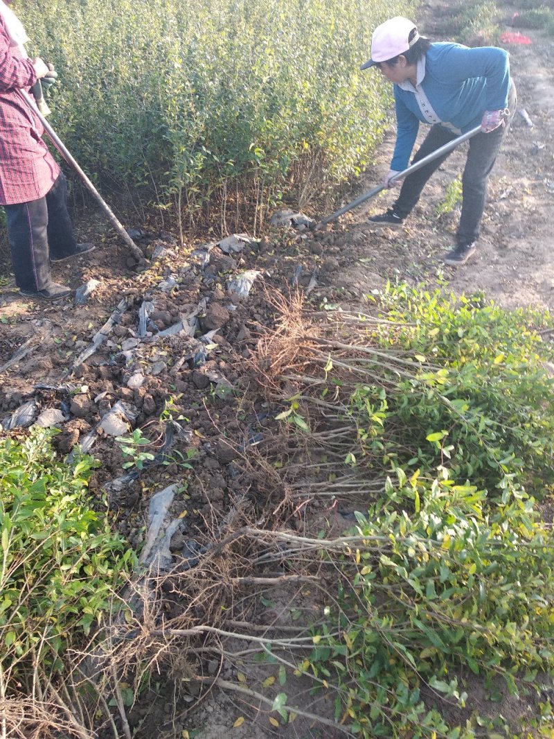 石榴苗1~3年石榴树苗:石榴苗:泰山红石榴苗:石榴树苗