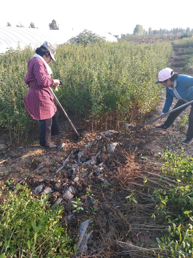 石榴苗1~3年石榴树苗:石榴苗:泰山红石榴苗:石榴树苗