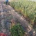 石榴苗1~3年石榴树苗:石榴苗:泰山红石榴苗:石榴树苗