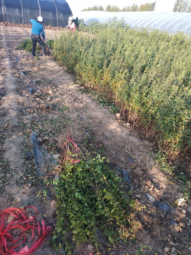 石榴苗1~3年石榴树苗:石榴苗:泰山红石榴苗:石榴树苗
