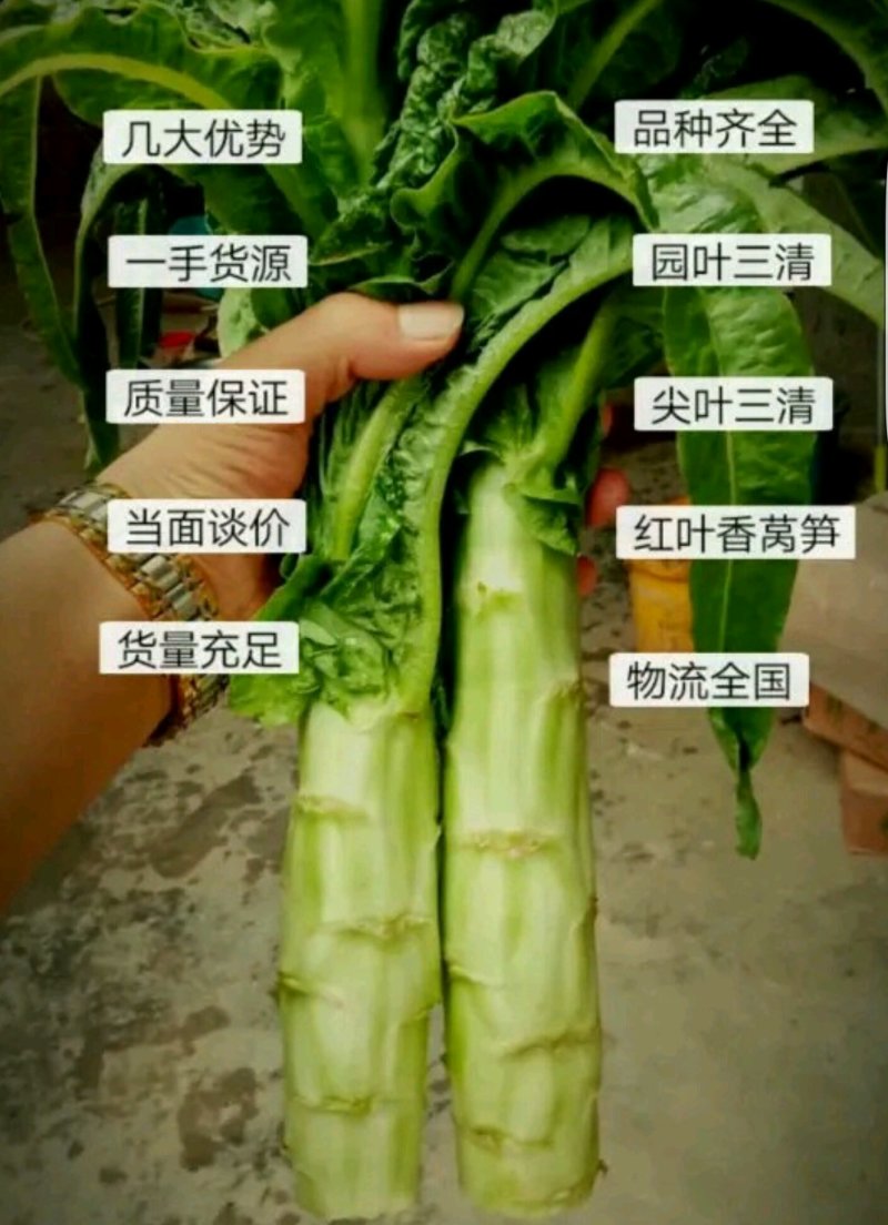 产地红叶莴笋，无起苔无裂口，青皮青肉丶一手货源。全国代发
