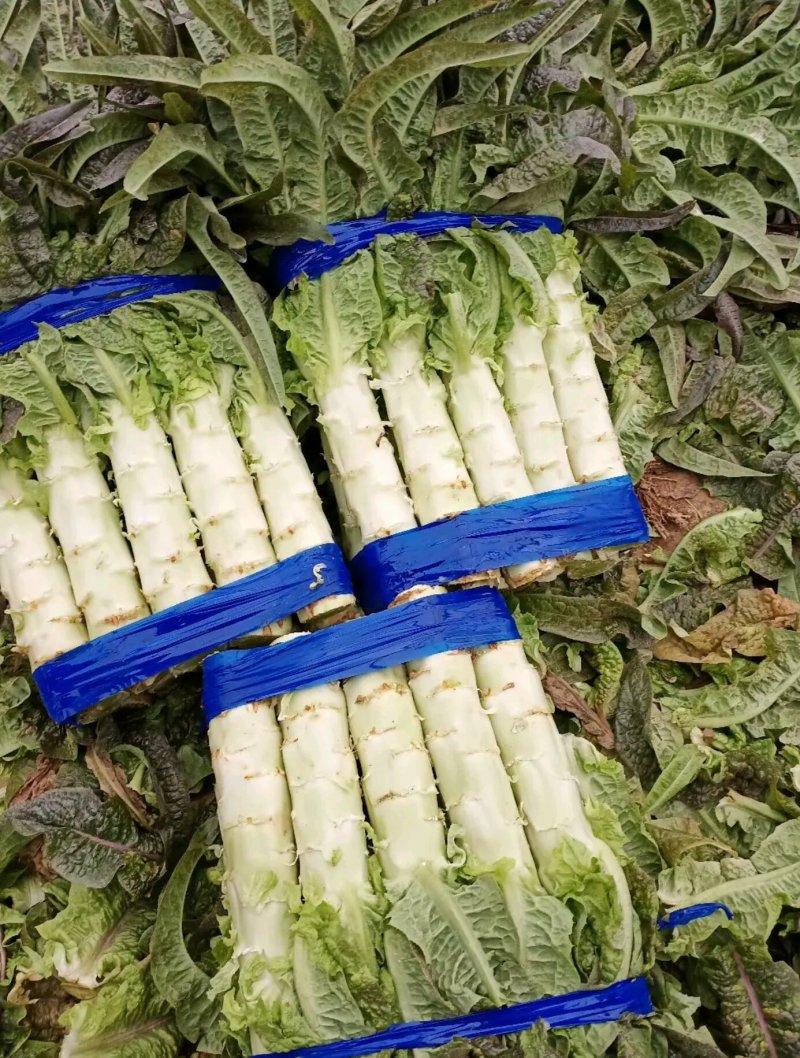 产地红叶莴笋，无起苔无裂口，青皮青肉丶一手货源。全国代发
