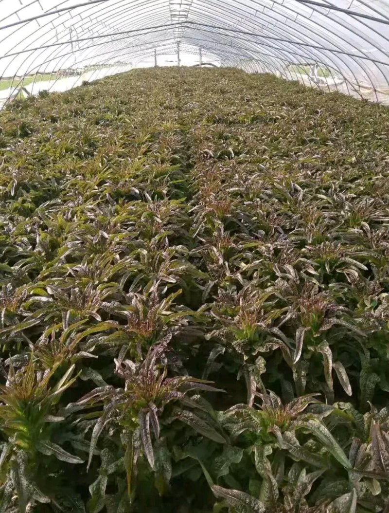 产地红叶莴笋，无起苔无裂口，青皮青肉丶一手货源。全国代发