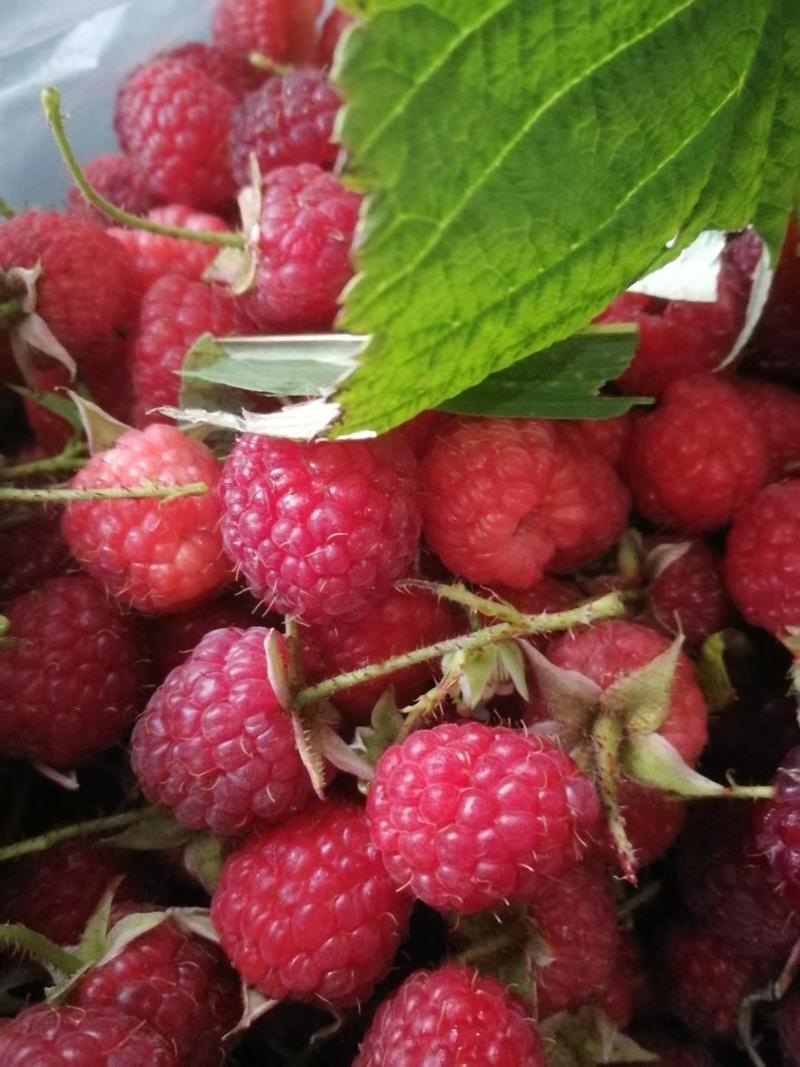 红树莓苗单双季四季红树莓苗南北种植大露地庭院盆栽