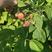 红树莓苗单双季四季红树莓苗南北种植大露地庭院盆栽