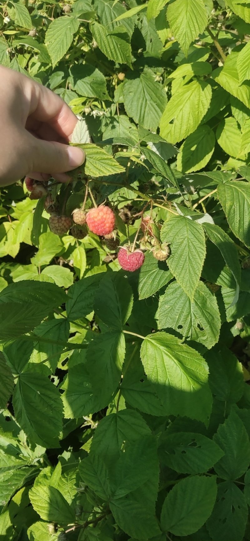 红树莓苗单双季四季红树莓苗南北种植大露地庭院盆栽