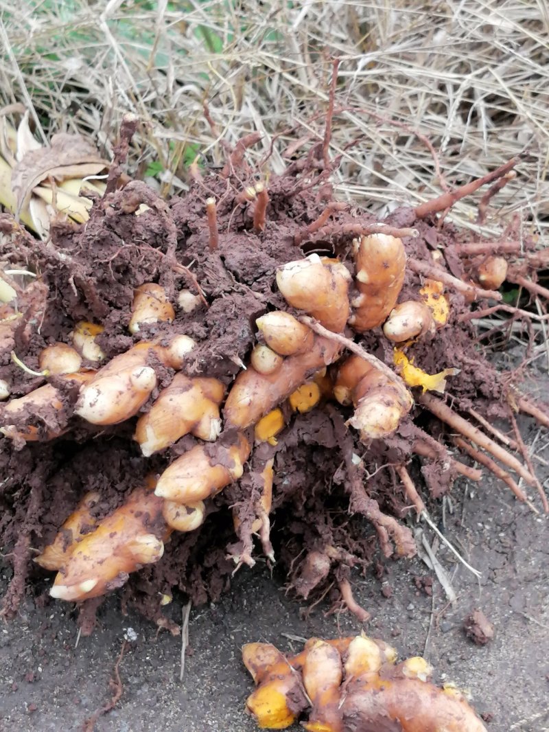 乡村振兴发展种植中药材，农民分片种植，品质优〈新鲜姜黄〉