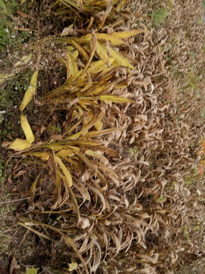 乡村振兴发展种植中药材，农民分片种植，品质优〈新鲜姜黄〉