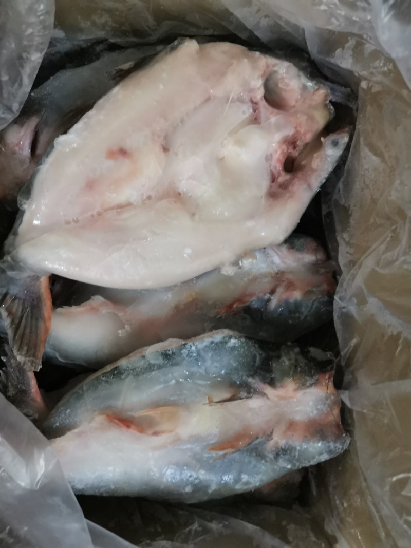 巴沙鱼