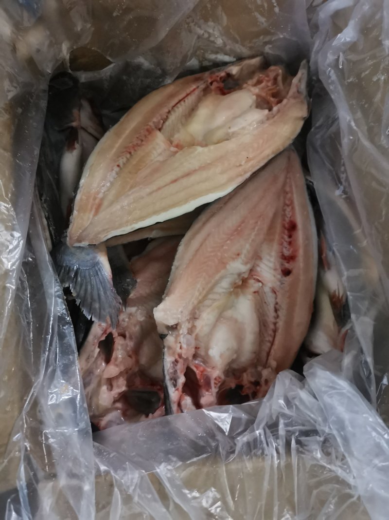 巴沙鱼