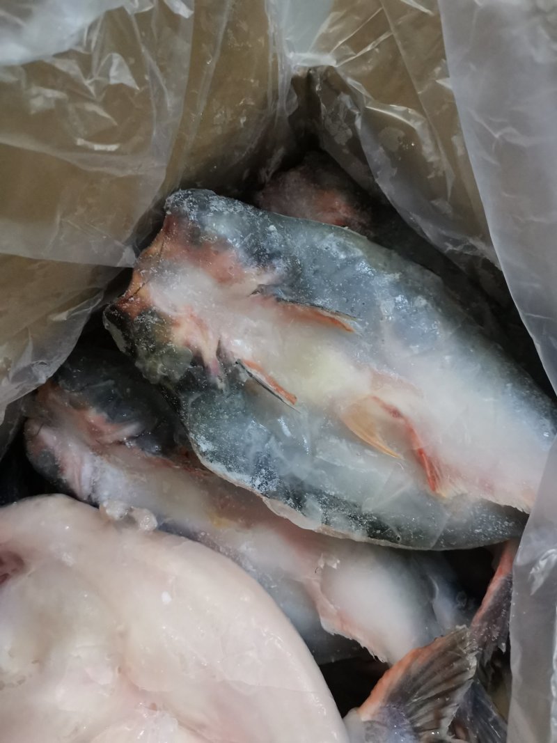 巴沙鱼
